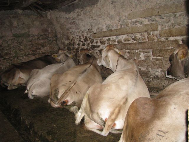 PLANINA MEDRJE - foto