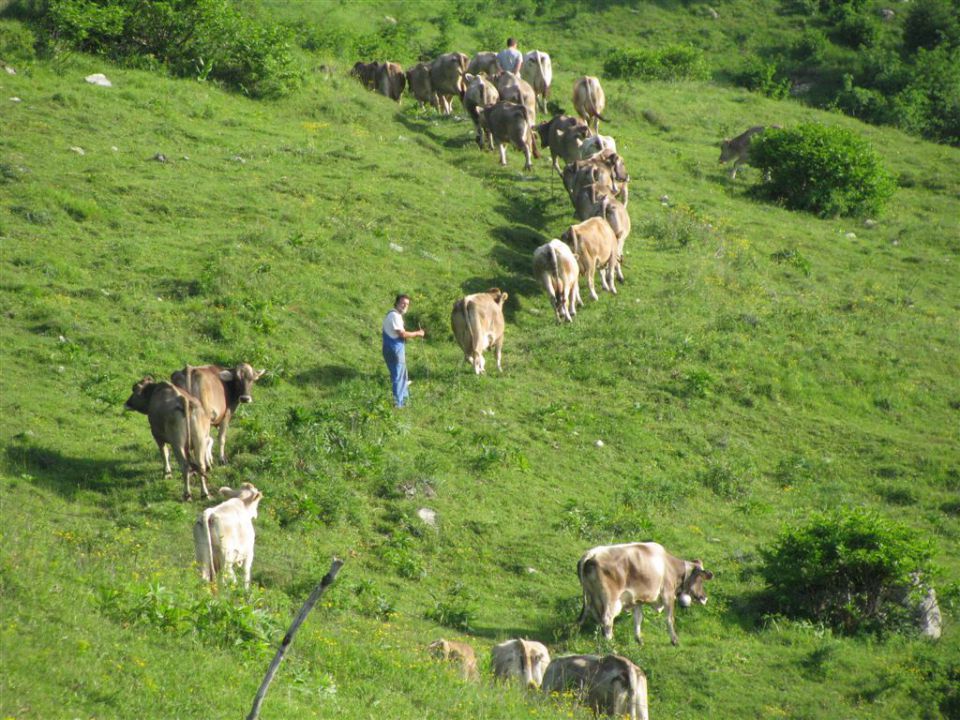 PLANINA MEDRJE - foto povečava