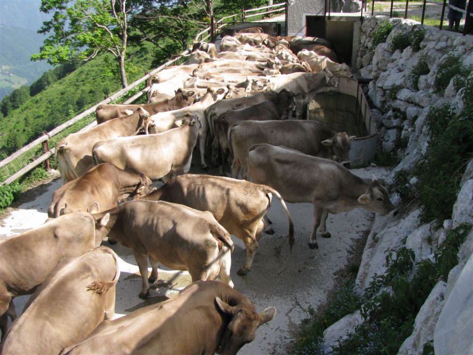 PLANINA MEDRJE - foto povečava