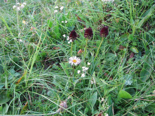 Planina sleme - foto