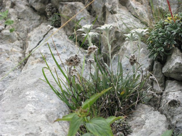 Planina sleme - foto