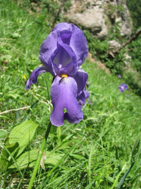 Planina Medrje 2011 - foto