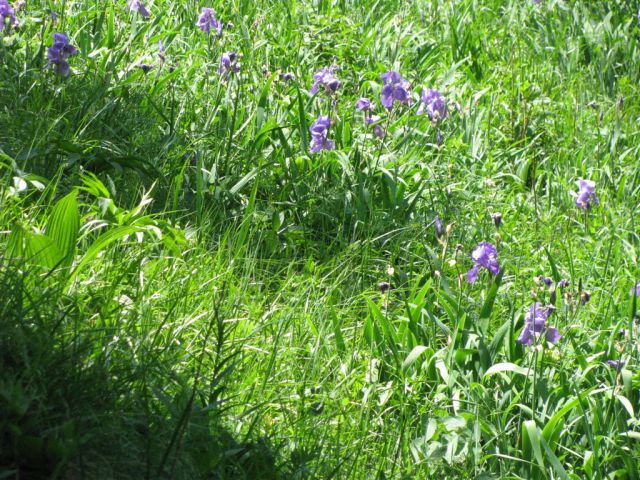 Planina Medrje 2011 - foto