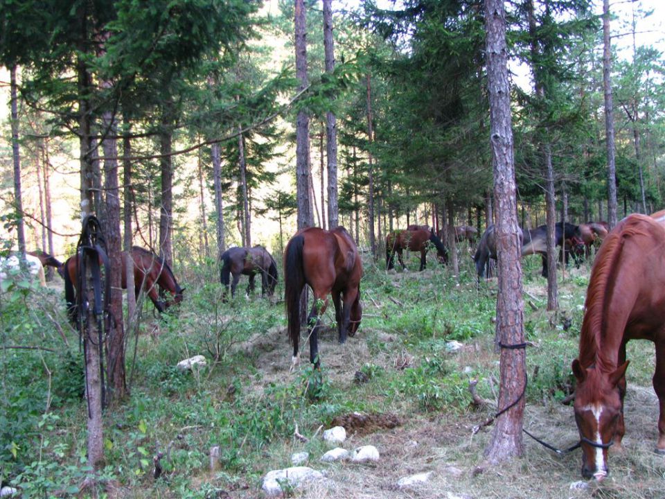 KONJENICA V TREBUŠI - foto povečava