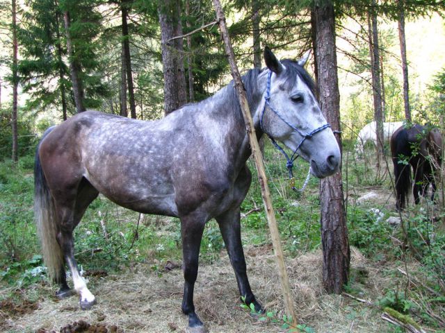 KONJENICA V TREBUŠI - foto