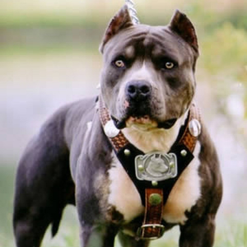 pit-bull-serious