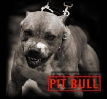 Pit-bull-angry