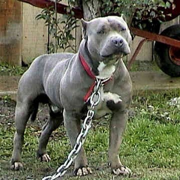 American-pit-bull-
terrier