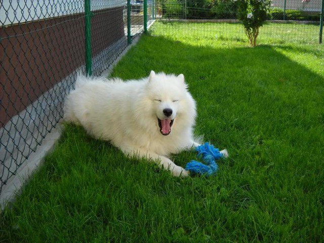 Kavalir Boni in samojed Sacha - foto