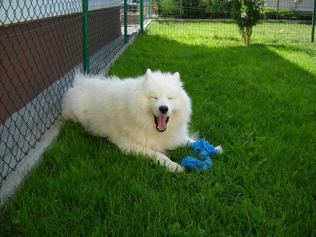 Kavalir Boni in samojed Sacha - foto povečava