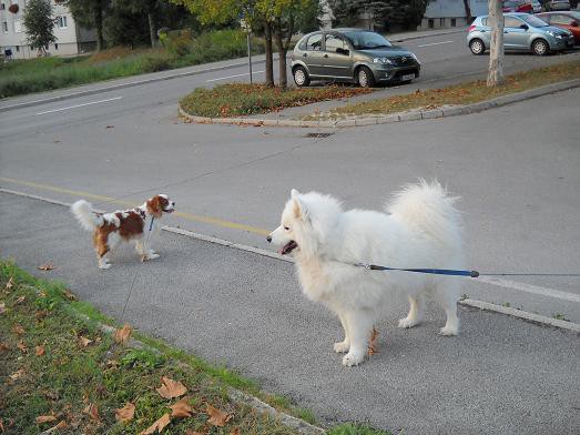Sacha in Boni na sprehodu
(2.9.2009)