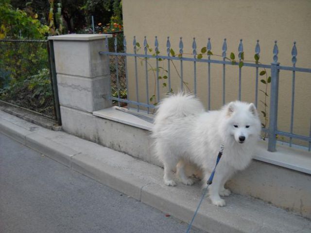 Kavalir Boni in samojed Sacha - foto