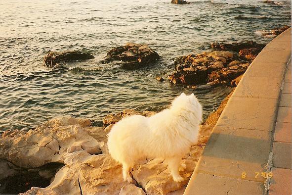 Sacha na morju (sprehajalna pot na plaži San Simon)