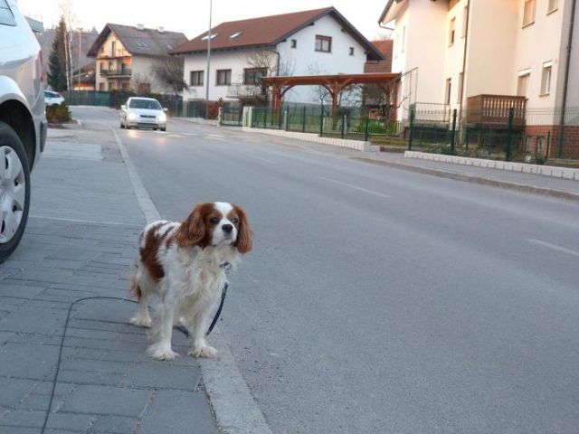 Boni in Sacha na sprehodu - foto