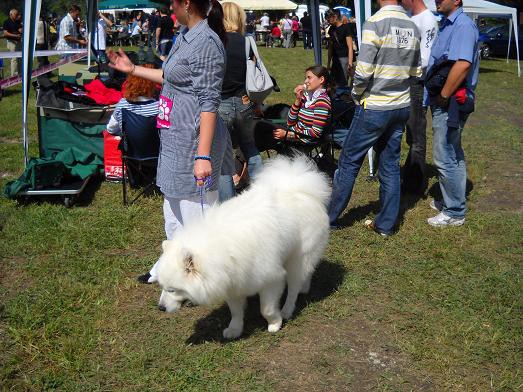 Razstava CAC Trbovlje 2009 - foto