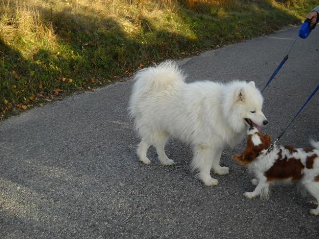 Boni in Sacha na sprehodu po Lipoglavu - foto