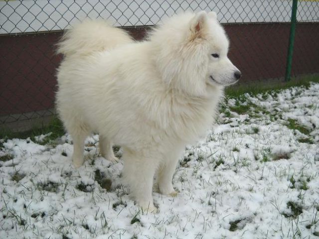Sacha in prvi sneg (3.november 2009)