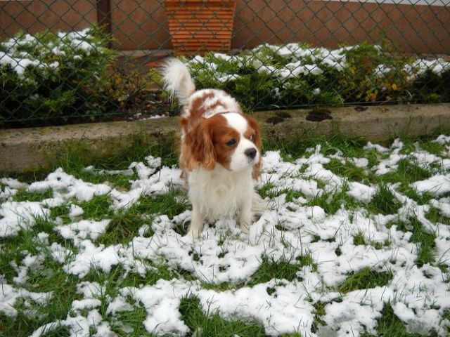 Boni in prvi sneg (3.november 2009)