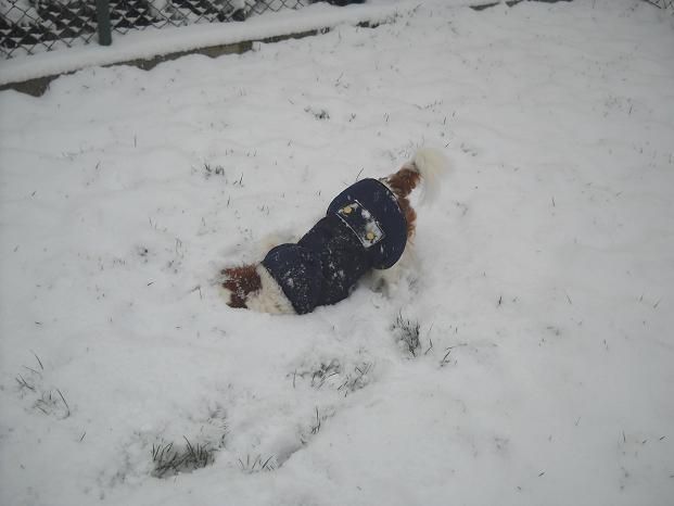 Boni, Sacha in prvi sneg - foto