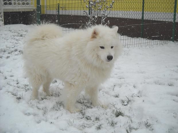 Boni, Sacha in prvi sneg - foto povečava