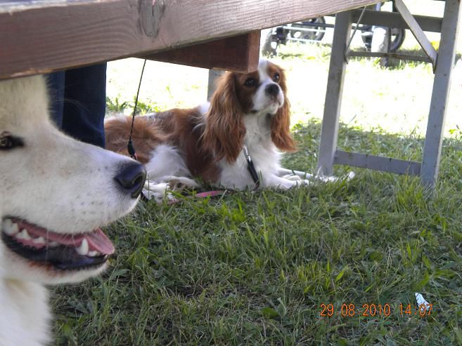 Kavalirček Poppy (Quedo vom Welfenhof) - foto povečava
