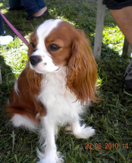 Kavalirček Poppy (Quedo vom Welfenhof) - foto povečava