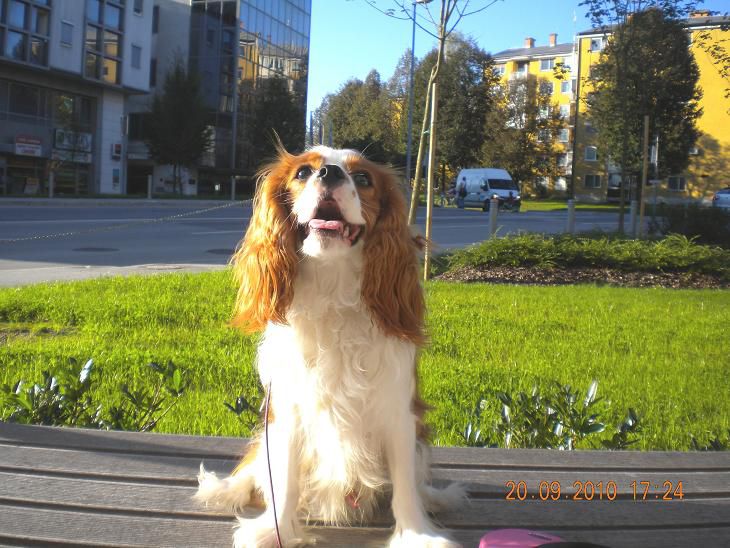 Kavalirček Poppy (Quedo vom Welfenhof) - foto povečava