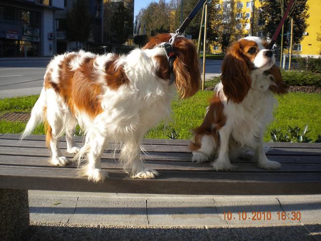 Kavalirček Poppy (Quedo vom Welfenhof) - foto povečava