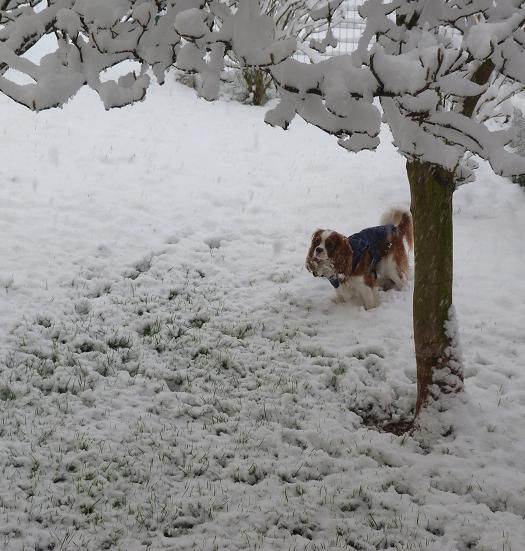 Kavalirček Poppy (Quedo vom Welfenhof) - foto povečava