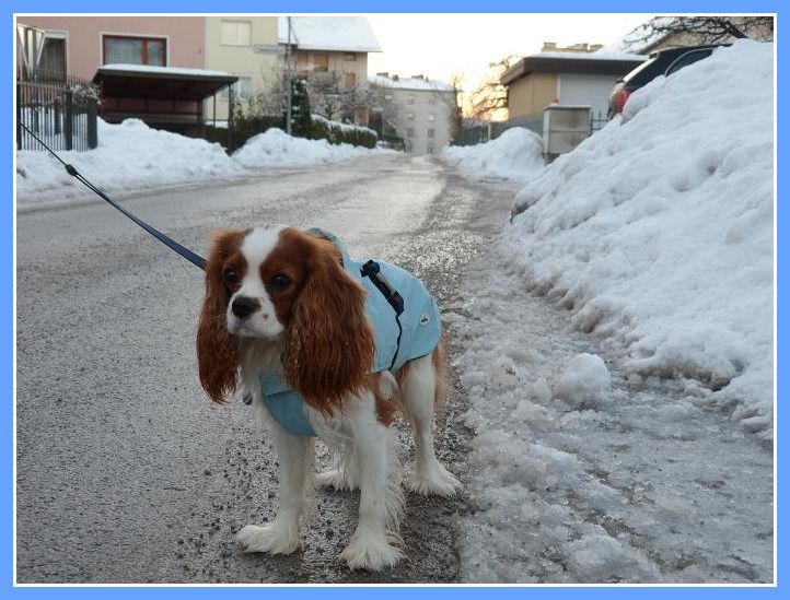 Nove slike od Poppyja, Bonija in Sache - foto povečava