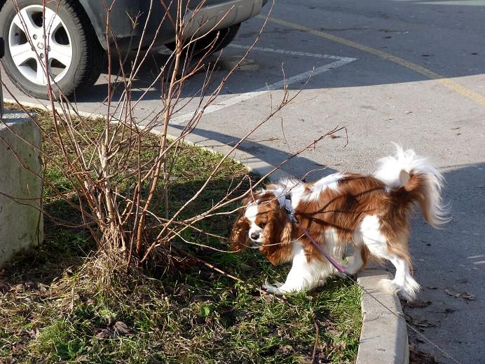 Nove slike od Poppyja, Bonija in Sache - foto povečava