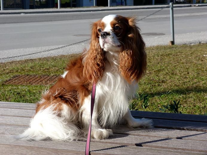 Nove slike od Poppyja, Bonija in Sache - foto povečava