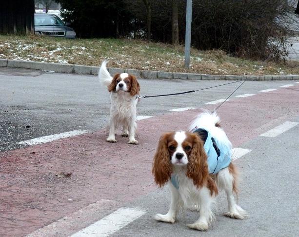 Nove slike od Poppyja, Bonija in Sache - foto