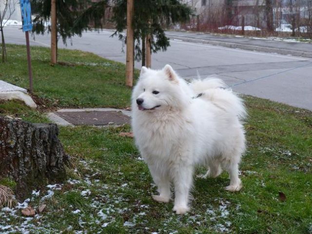 Nove slike od Poppyja, Bonija in Sache - foto