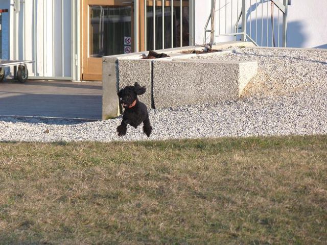 Sprehod po Tivoliju s Poppyjem - foto