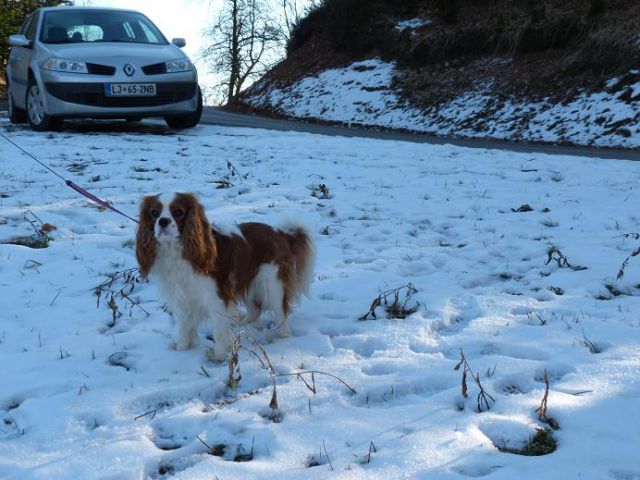 Slikce Poppyja v naravi - foto