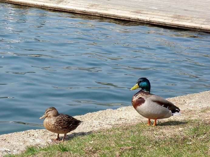 Slikce Poppyja v naravi - foto povečava