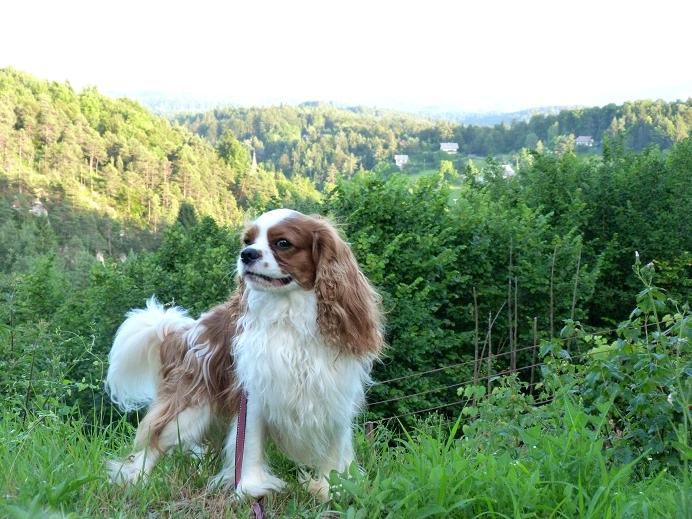 Slikce Poppyja v naravi - foto povečava