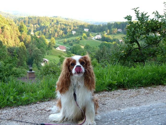 Slikce Poppyja v naravi - foto povečava