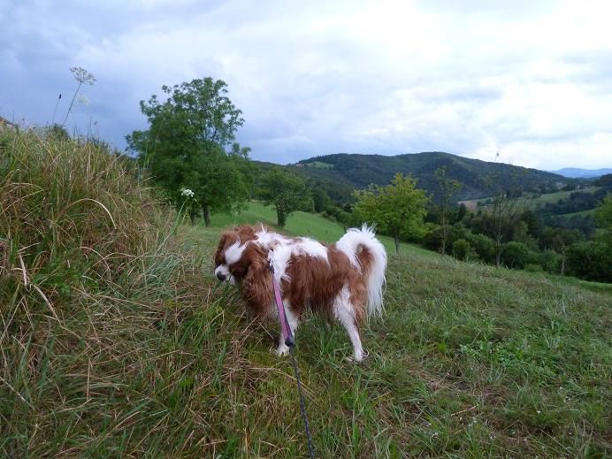 Nove slike: Boni, Sacha in Poppy - foto povečava