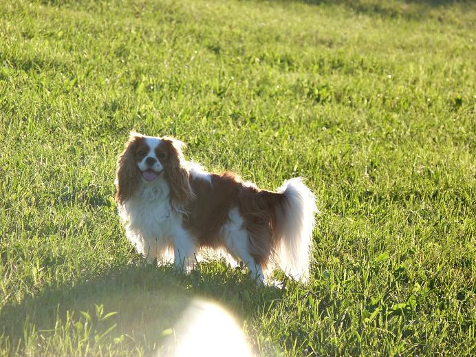 Nove slike: Boni, Sacha in Poppy - foto povečava