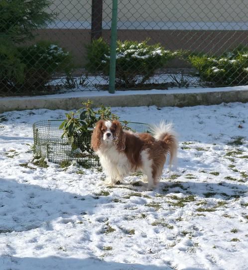 Nove slike: Boni, Sacha in Poppy - foto povečava