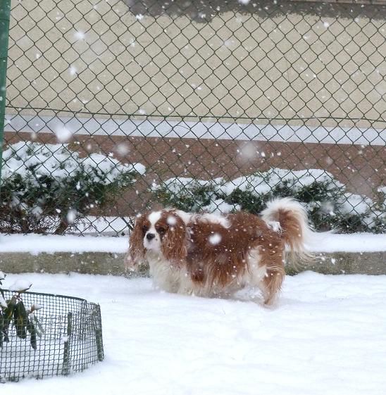 Nove slike: Boni, Sacha in Poppy - foto povečava