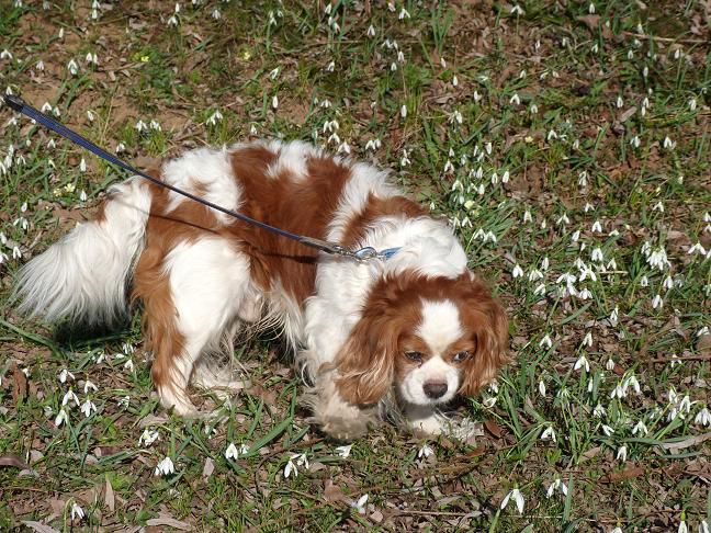 Nove slike: Boni, Sacha in Poppy - foto povečava