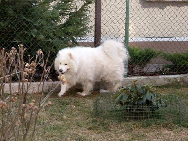 Nove slike: Boni, Sacha in Poppy - foto povečava