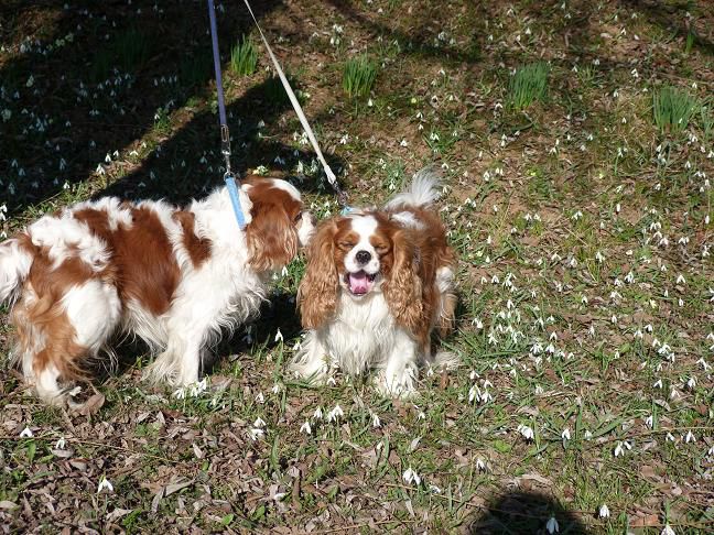 Nove slike: Boni, Sacha in Poppy - foto povečava