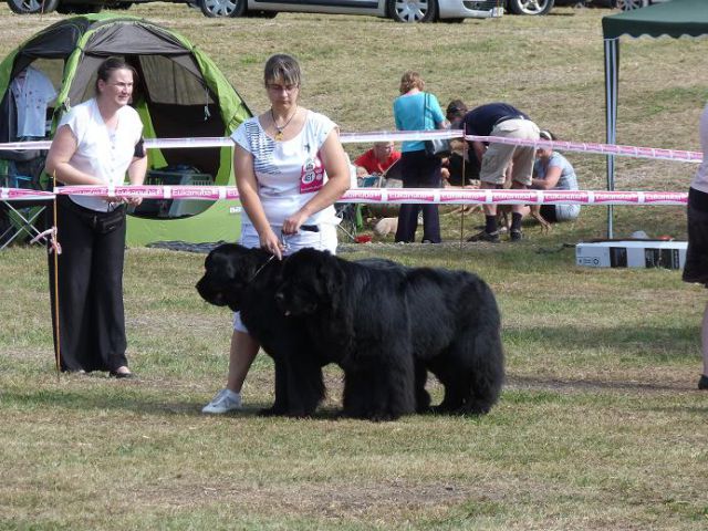 Razstava CAC Trbovlje 2011 - foto