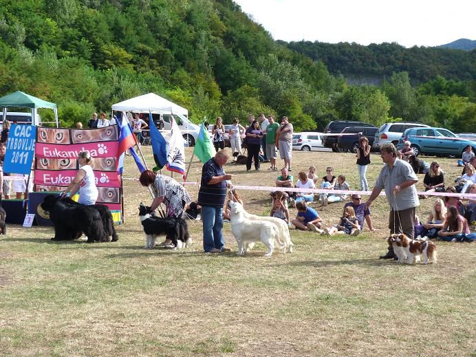 Razstava CAC Trbovlje 2011 - foto povečava