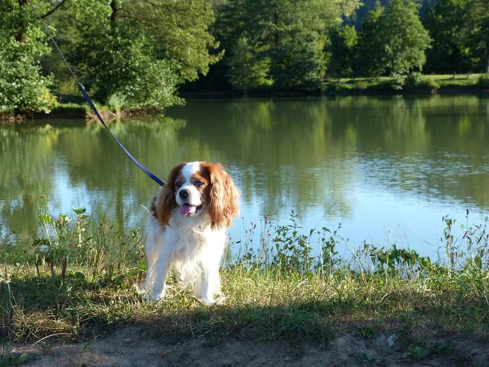 Jezero pri Grosuplju - foto povečava