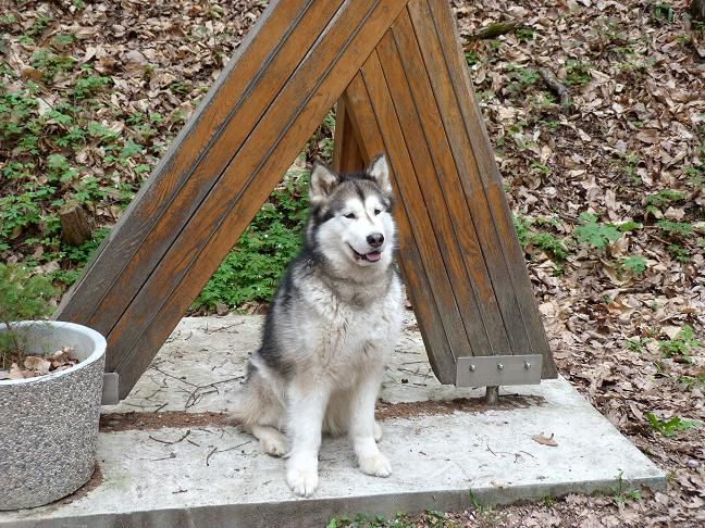 Nove slike od treh kosmatincev + prijatelji - foto povečava